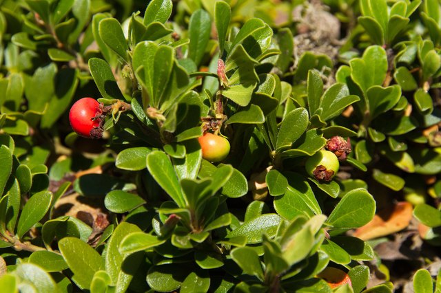 Fruit of the Bearberry Arctostaphylos uva ursi