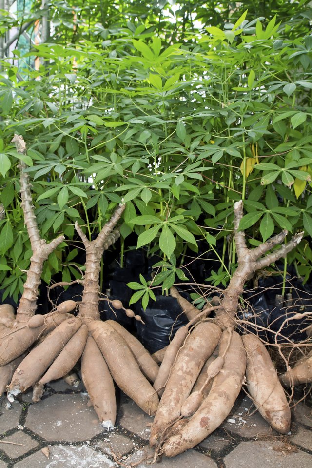 Tapioca Plants Cassava