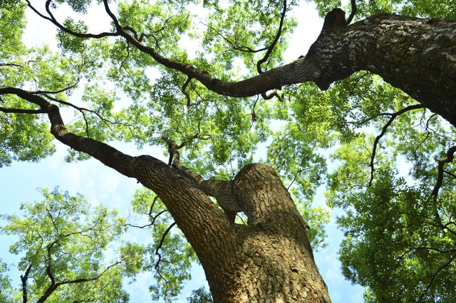 Uses of Camphor Water | Livestrong.com