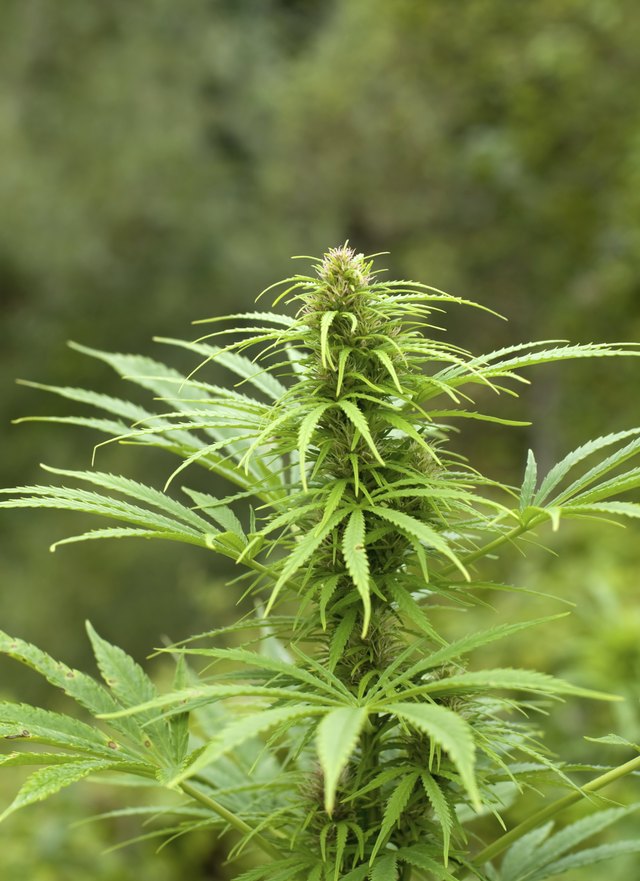 Growing marijuana bud