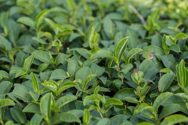 tea tree plantation