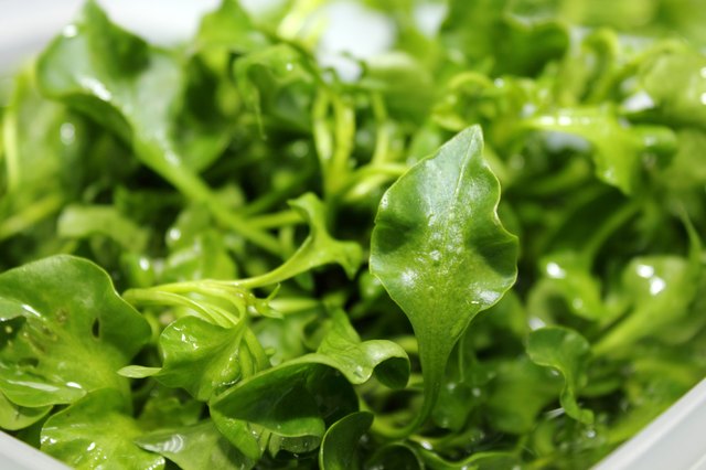 Fresh Watercress