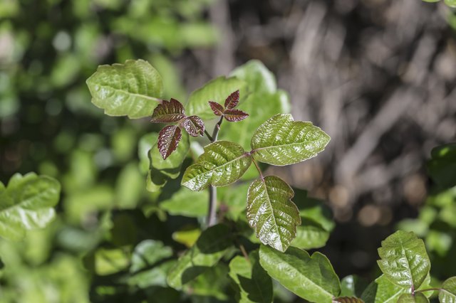 Poison Oak