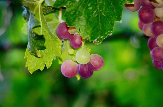 Grapes on the Vine just before harvest