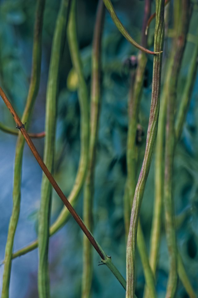 Drumsticks, Moringa oleifera syn M pterygosperma F Moringacea