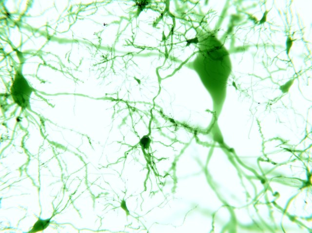 Pyramidal neurons