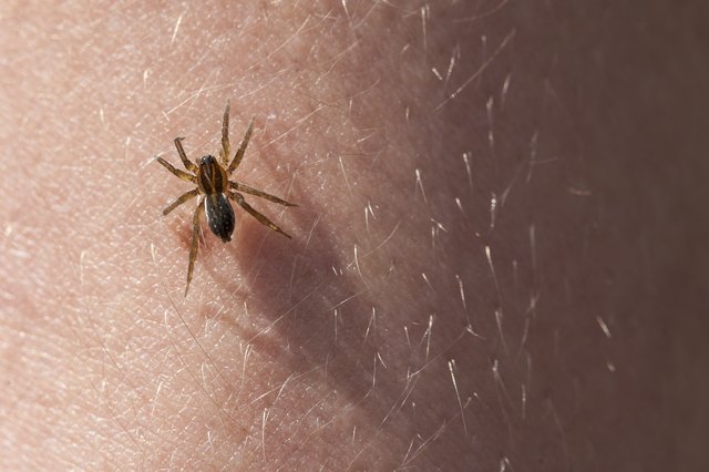 Frightening spider on the skin of hands.