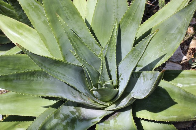 Cactus aloe