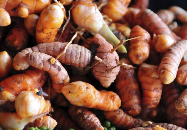 fresh turmeric root - Curcuma longa rhizomes