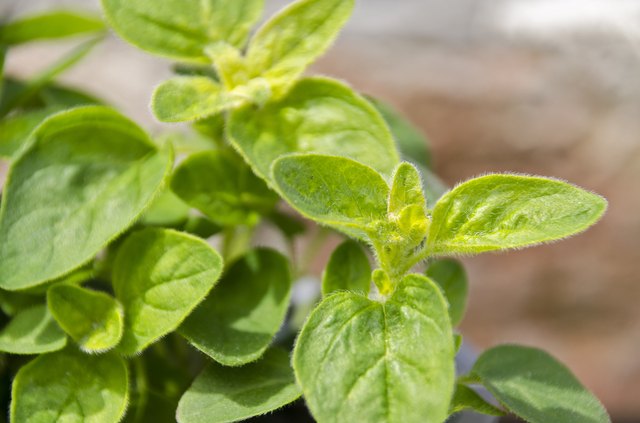oregano
