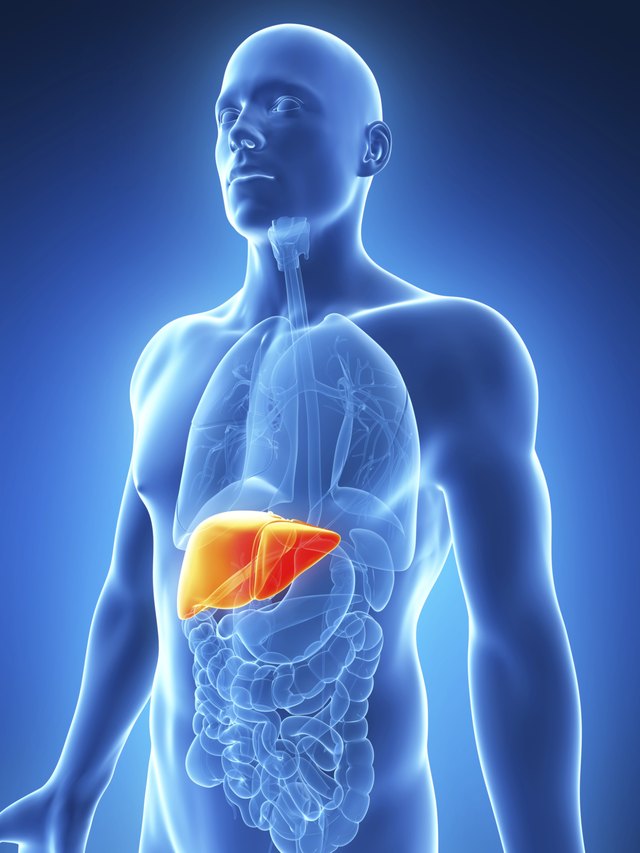 human liver