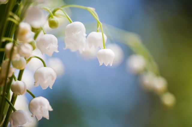 Lily of the valley