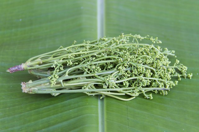 Neem