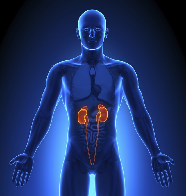 Medical Imaging - Male Organs Kidneys
