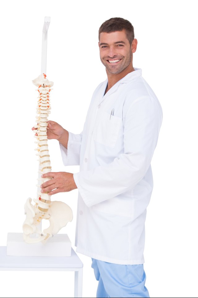 Chiropractor showing spine model to camera