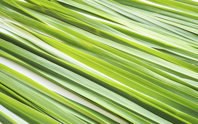 Lemongrass leaf