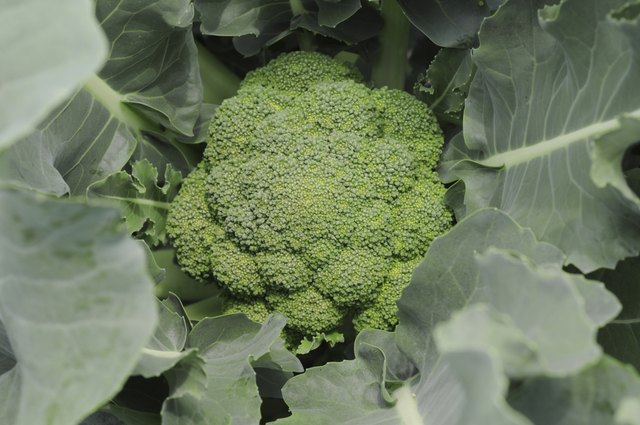 Close up of broccoli plant, Hyogo Prefecture, Honshu, Japan