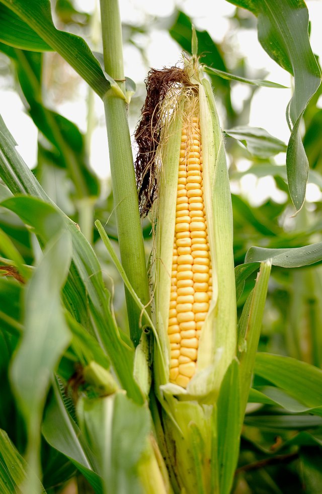 Sweetcorn, close up