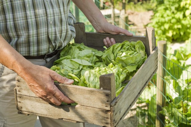 Crate of lettuce