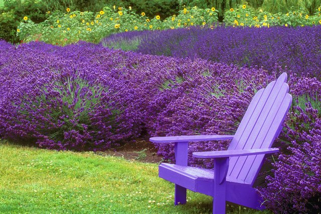 Empty adirondack chair in a park