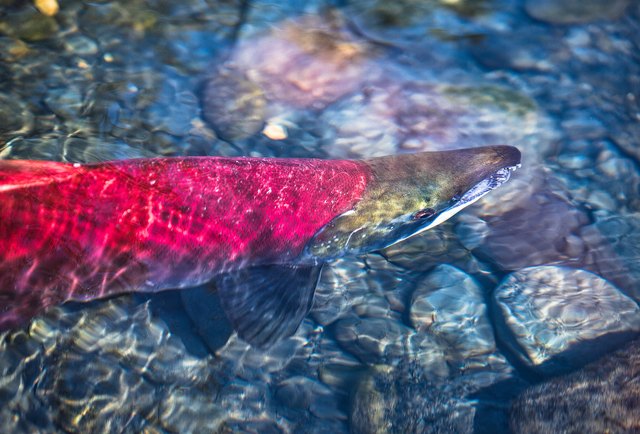Spawning red salmon