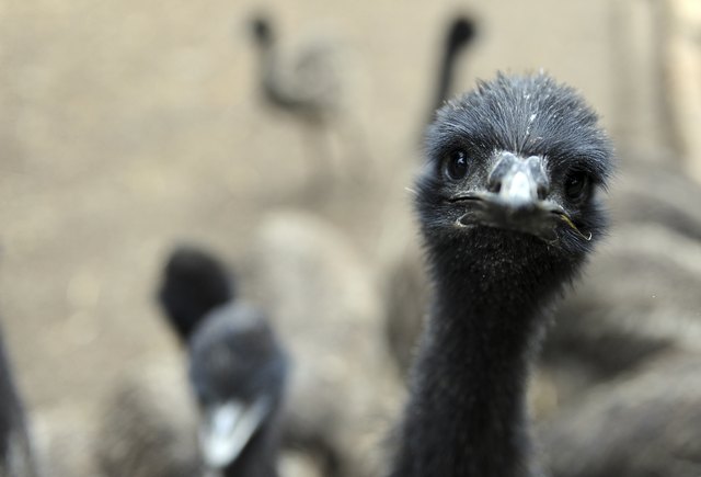 Emu Farm