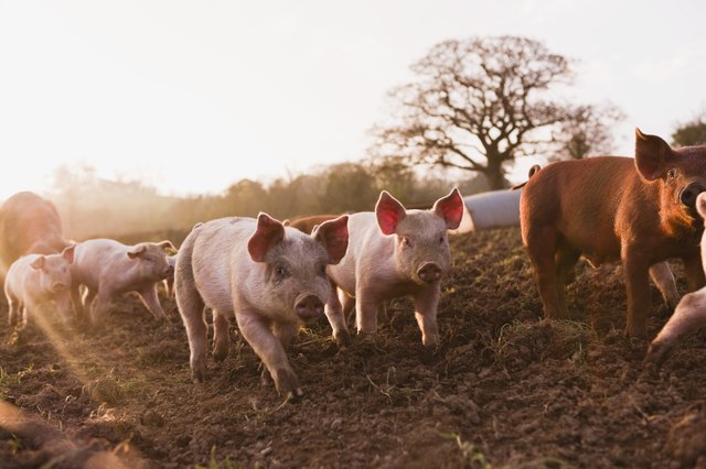 Piglets in barnyard