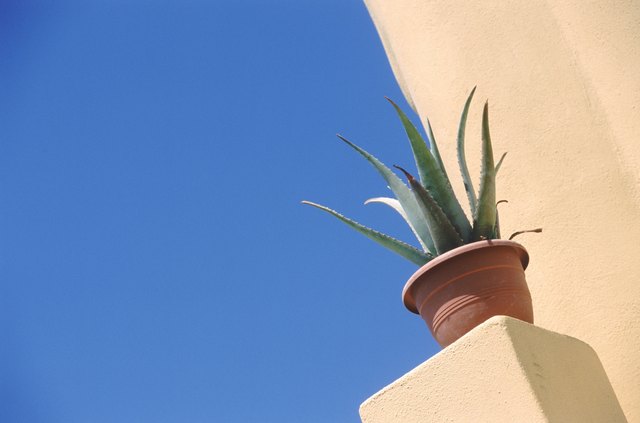 Aloevera plant potted in pot, low angle view