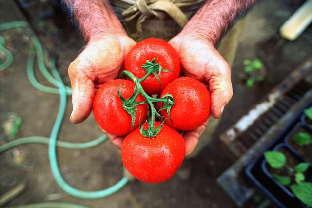 Hands holding tomatoes