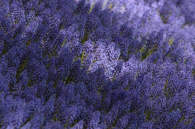 Field if wildflowers