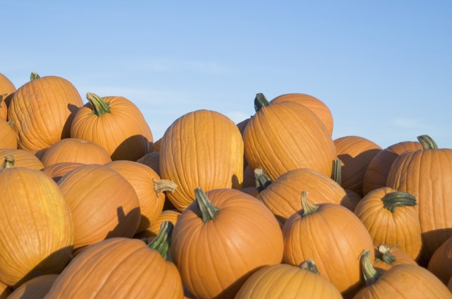 Pile of pumpkins