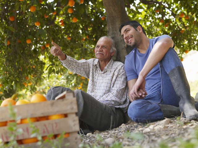 Senior father and son sitting in orange orchard, smiling
