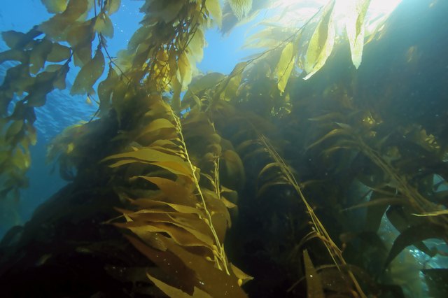Seaweed kelp forest at California reefs