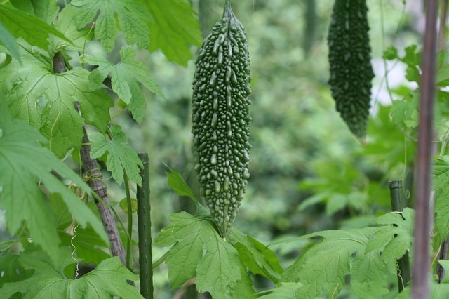 Bitter Melon