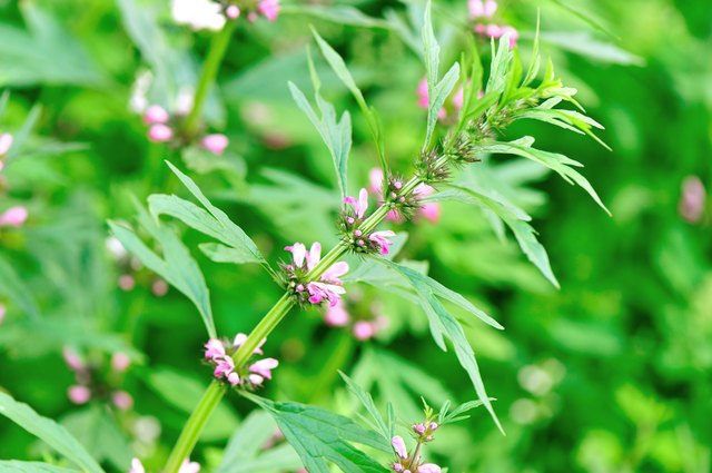 motherwort plants