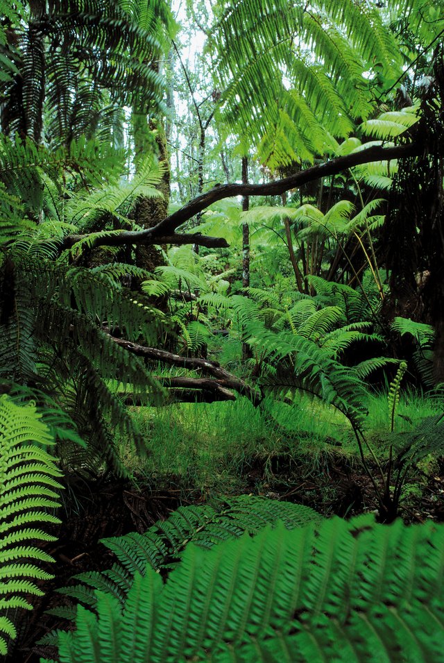 Lush rainforest , Hawaii