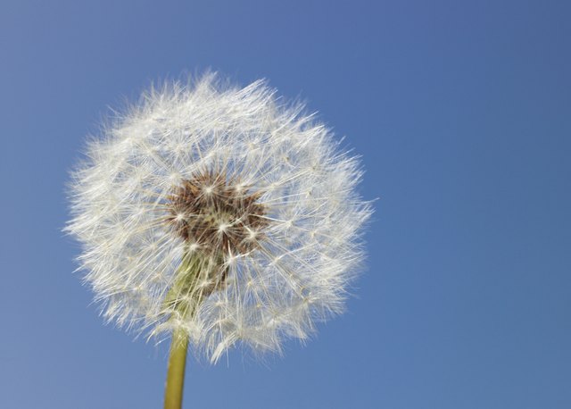 Dandelion head against clear sky, close-up