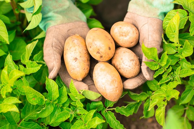 Hands presenting organic fresh potatoes