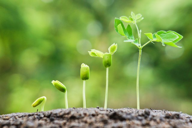 growing baby plants