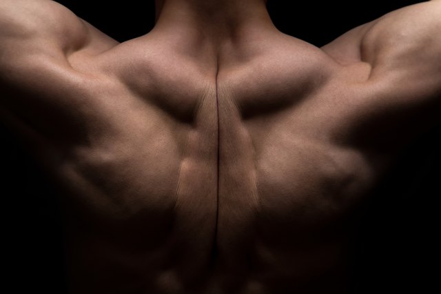 Photo of man's muscle back
