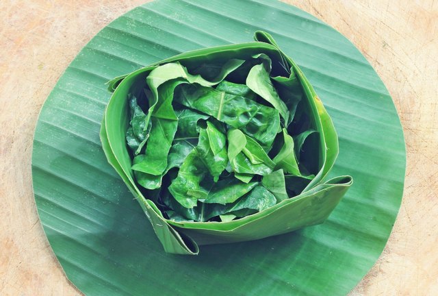 Green Noni leaf