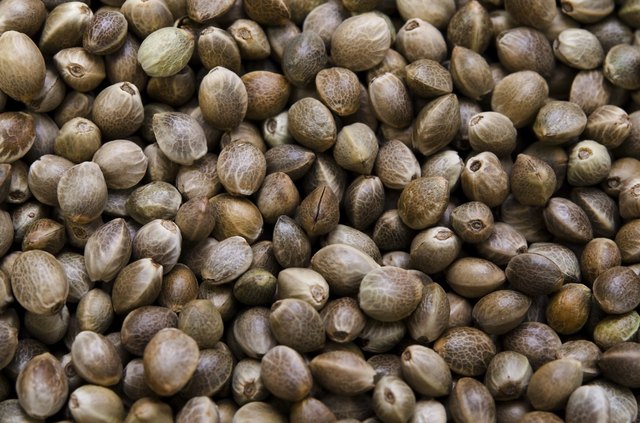Hemp