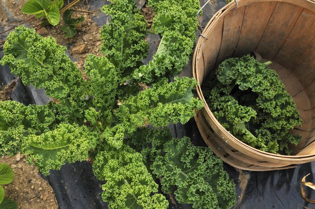 Harvesting kale