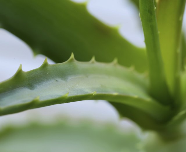 Fresh green leaves of aloe vera plant