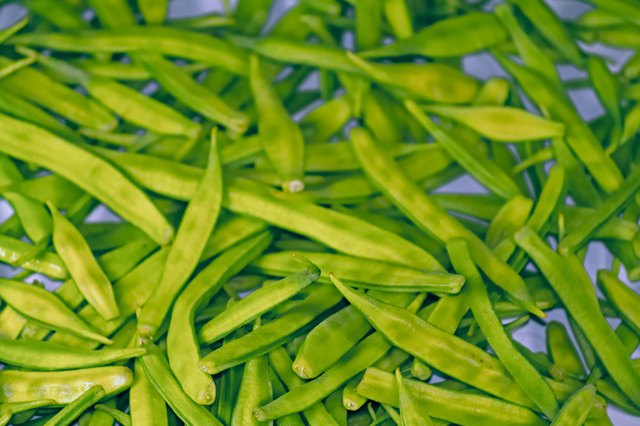 Cyamopsis tetragonolobus L, Guar vegetable