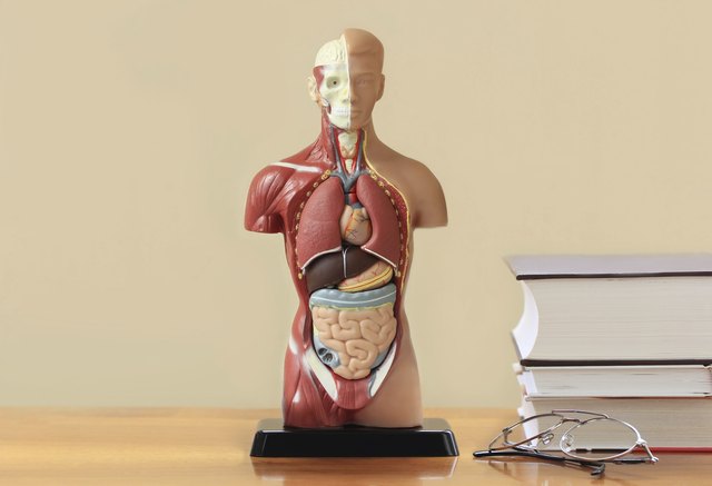 Human anatomy model ,books and glasses on the table