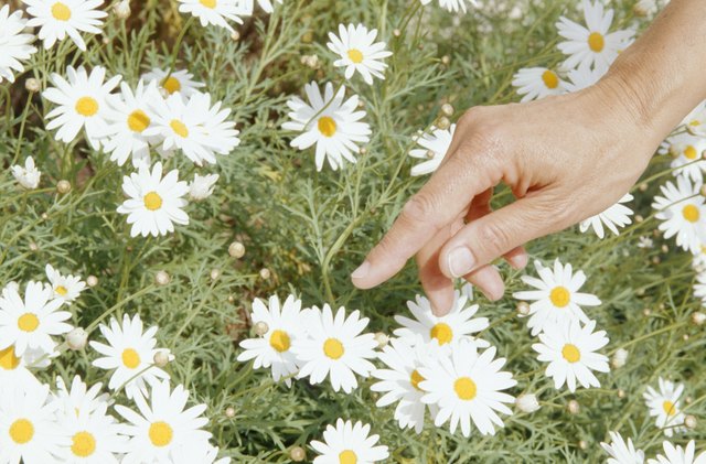 Mature woman picking flowers, (close-up of hand)