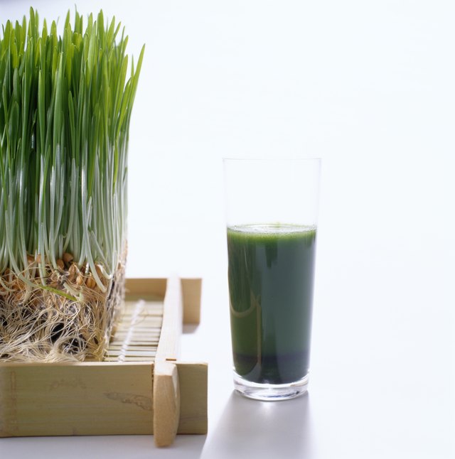 Wheatgrass Plant near a Wheatgrass Drink