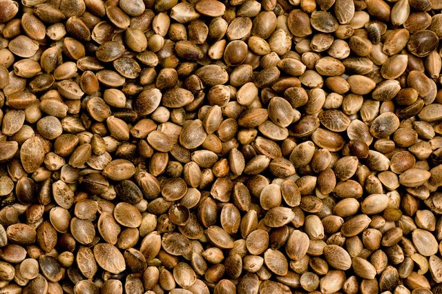 Hemp Seed close up