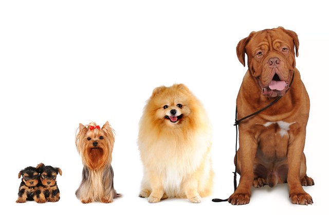 Group of dogs different sizes isolated on white